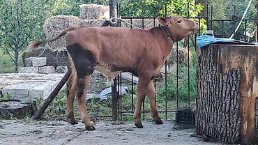 erkey danalar: Dişi, Simental, il: 3, 500 kq — 10