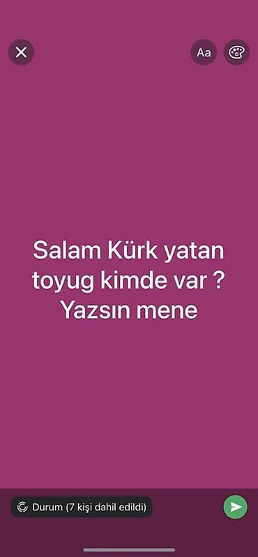 Куры: Məhsul: Kürk (yatan) toyug kimde olsa desin gelim göturum, ama — 1