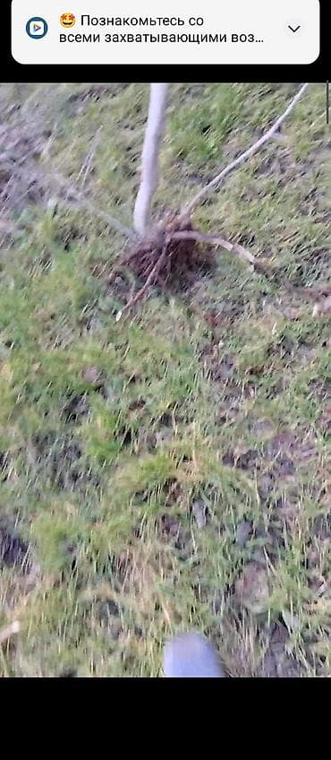 Baklar və çənlər: Məhsul: Çubuq dayaq dəsti – sarmaşıq və dırmaşan bitkilər üçün — 5