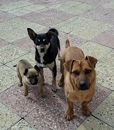 rottweiler satisi: Təmiz zvanok ailəsi satılır. Super saglam itlərdi. Bala 60 günlükdü — 3