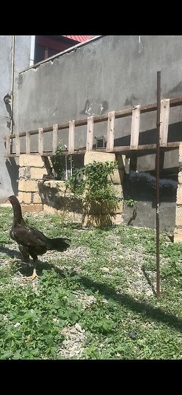 cücə: Toyuq cücələri, Damazlıq — 1