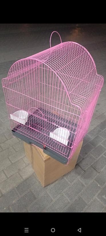 Gəmiricilər: Karella Tutuquşu Hazır cütdü 5 gündü yumurtaya düşüb, Tək halda hərəsi — 6