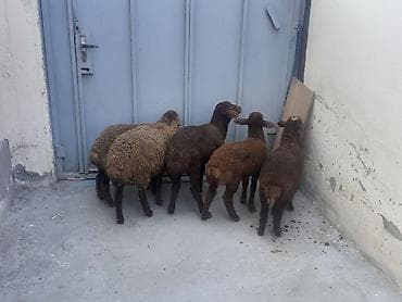 4 dişi 1 erkək sağlam quzulardı 3 aylığdılar real alıcılar əlaqə — 1