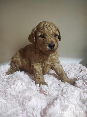 Gəmiricilər: Pudel — 3