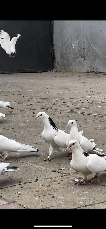 goyercinler satisi: Iki cüt quşdan törənmədir. Bir quşxananın quşlardır. Köhnə — 2