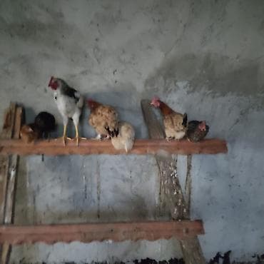🐔 Satılır – Yumurtayan Sağlam Kənd Toyuqları 🥚 Tam sağlam, aktiv və