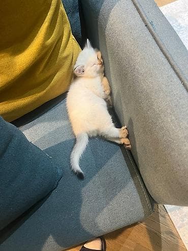 британская шиншилла: Шиншилла — 3