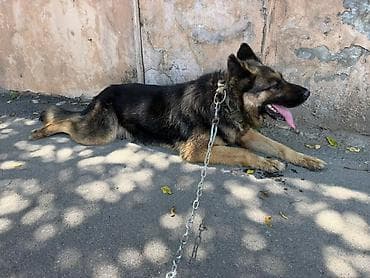 alman çoban: Alman çoban iti, 1 il, Dişi, Peyvəndli, Ünvandan götürmə — 2