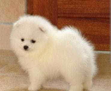 Другие животные: Шпиц, 2 месяца — 1