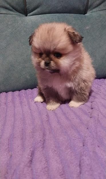 husky satisi: Şpitz, 2 ay, Erkek — 5