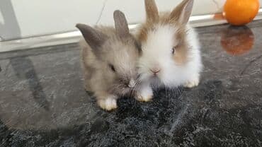 bala dovşanlar: Bala dovsanlar tek ve ya top — 3