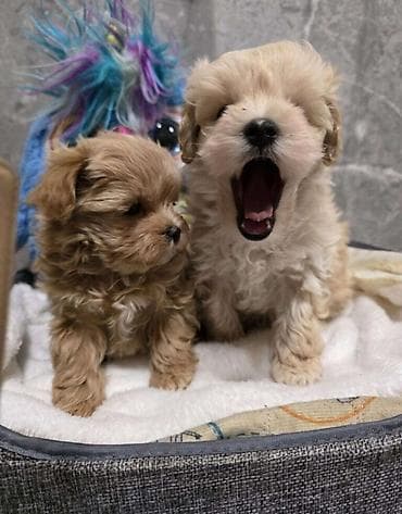 Balıqlar: Malta bolonka, 2 ay, Erkek, Sənədli, Ödənişli çatdırılma — 2