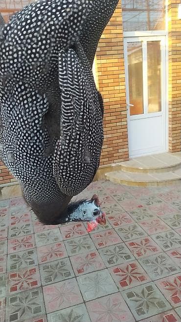 Digər quşlar lalafo.az -da Digər quşlar