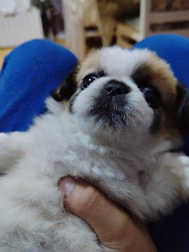 İtlər: Pekines, 3 ay, Erkek, Peyvəndli — 1