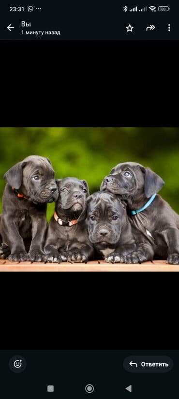 кане корсо цена: Kane-Korso, 1 ay, Sənədli, Ünvandan götürmə, Pulsuz çatdırılma, Ödənişli çatdırılma — 1