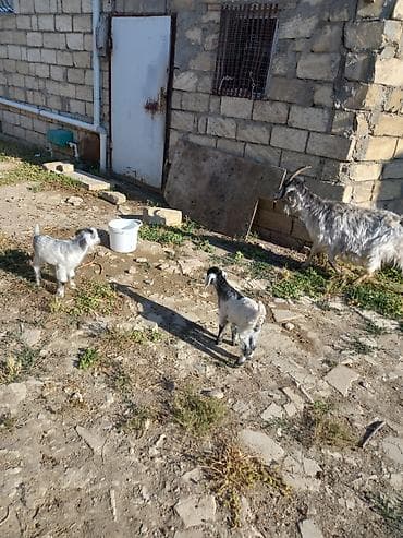 keçi satışı: Keci satilir ekiz balalar ile Unvan Ceyranvatan tam saqlam heyvanlardi — 3