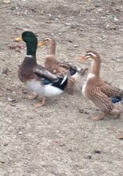 ördək balası və cücə: Dişi, | Kuban, Damazlıq, Pulsuz çatdırılma — 1