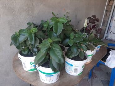 Buket güllər: Güllər satılır. Böyük 4 manat kiçikler 2 manat.unvan zığ qesebesi — 4