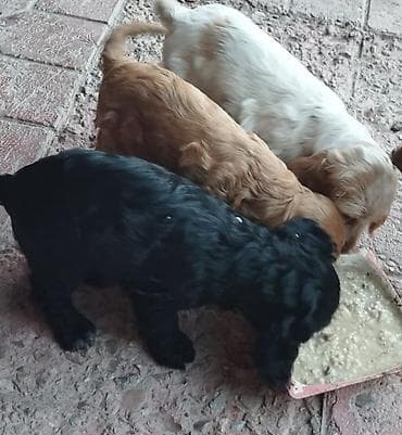 hamster.kom: Koker spaniyel, 1 ay, Erkek, Sənədli — 7