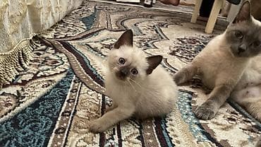 siam pişiyi qiyməti: Siam, Dişi — 1