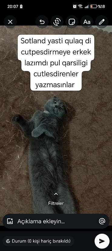 scotland pisik: Şotland yastı qulaq, Dişi, Cütləşmə üçün — 1