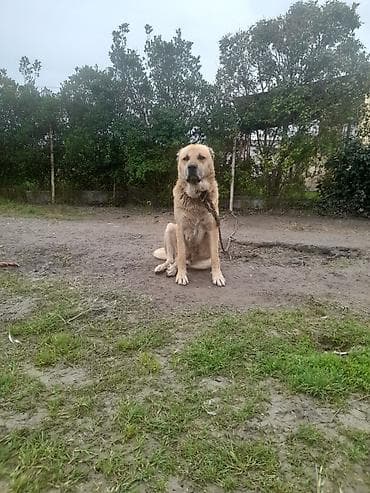 it yuvası satilir: Salam tecili satllır 3 yaş 7 ayllxdı heyvana söz yoxdur isdiyen — 4