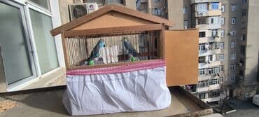 Tam Saglam Quwlardi Cutduler. Yem Qabi,Su Qabi Mel,Komur,Duz Vitaminli