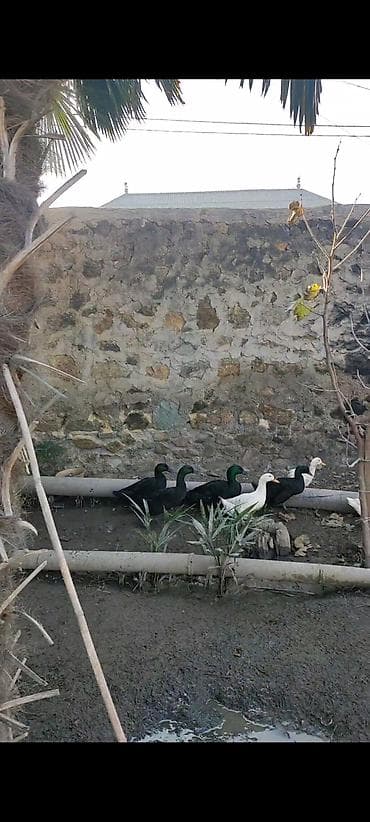 cins qaz: Kayuqalar tam saglam 2 erkek 2 disi
qiymet 110 azn — 3