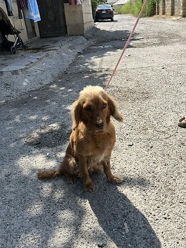 it: Dişi, Ünvandan götürmə — 1