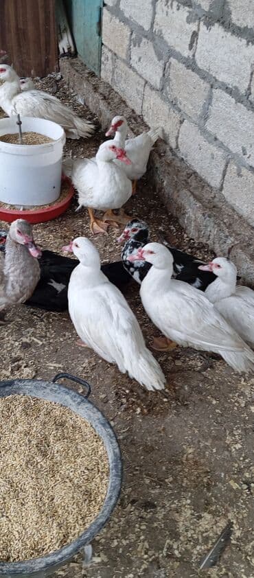 bıldırcın satılık: Təcili satılır.Real alıcılar əlaqə saxlaya bilər — 1