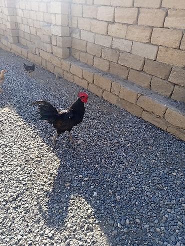 malinois qiymeti: Salam Avusduroluq Xoruzu satılır tam sağlamdır heç bir xəsdəliyi — 2