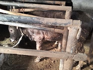 quzu satilir 2021: Dana, buzov, Erkək, ay: 10, Ətlik — 2