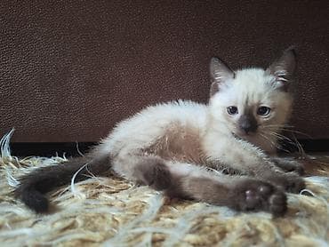 Siam lalafo.az -da Siam