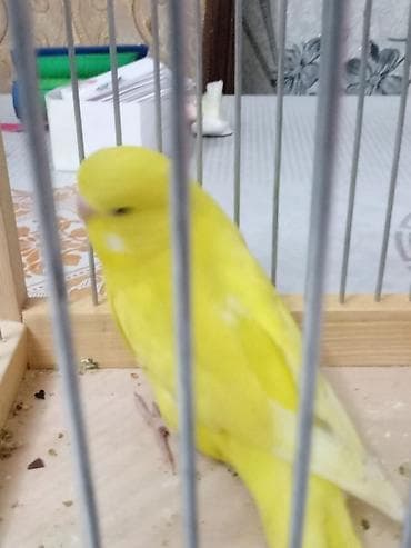 Quşlar: Tecili qefes ve quslar satlllr.2 cex bala bir yerden 15 manat =30 — 7