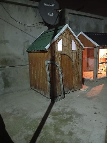 zil qara afcarka: Taxta quşxana / toyuq evi - Material: bütöv taxta panellər, damı — 4