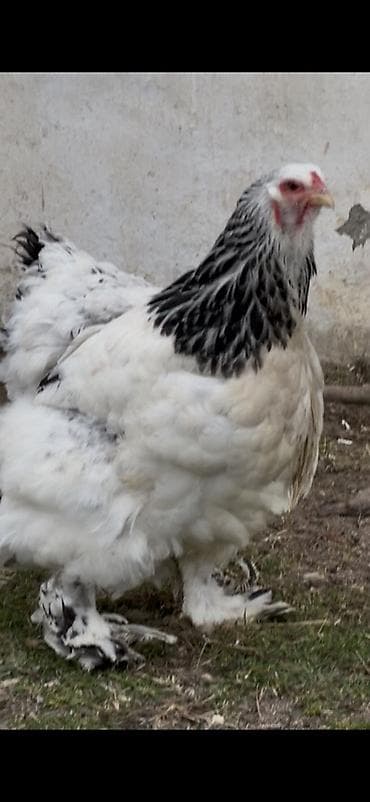 Quşlar: Toyuq, Brama, Damazlıq — 6