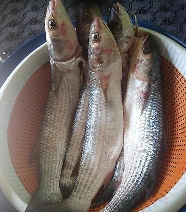 baliqlarin qiymeti: Məhsul: Dəniz kütümü (kifalı) Təsvir: - Təmiz dəniz kütümü balığı - — 2