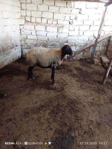 dovşan yemi: Qoyun – yerli təsərrüfatdan - Növ: ehtimalən yerli qaragül/qarabaş — 6