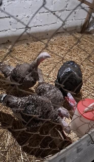 Аквариумы: Самка, Для разведения — 2