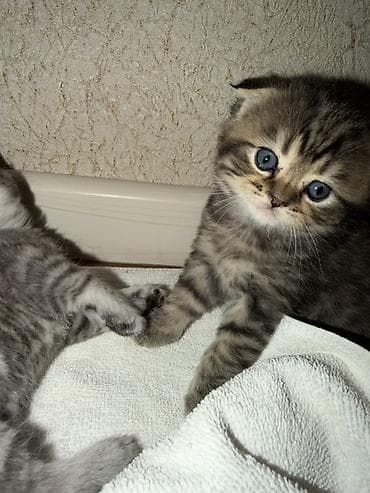 шотландская серебристая шиншилла купить: Шиншилла, В добрые руки — 3