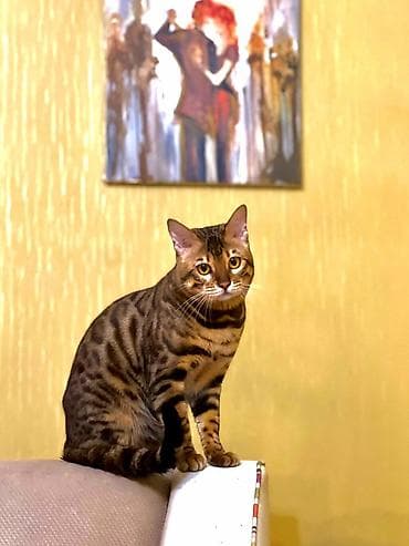 syam pişik: Benqal, Erkək — 5