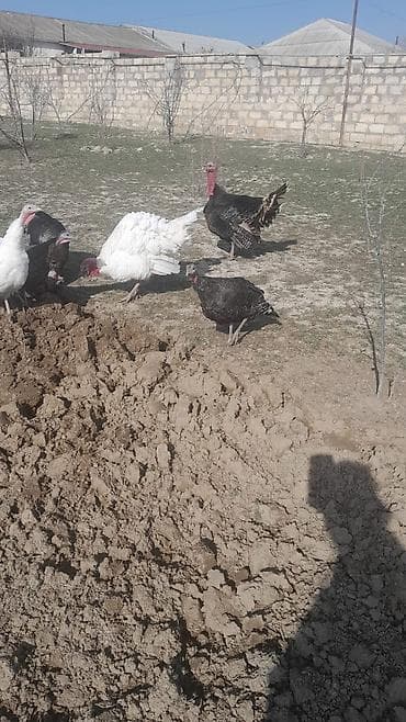 K/t heyvanları üçün mallar: 1il 2aylig heyvanlardi. 3erkey 7disidi. erkeyler 80manat. disiler — 4