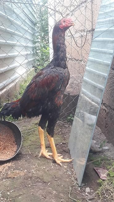 kənd cucesi: 6 ayliq das pipik bece satilir iri hevandi 2 kilo 700 cekisi var sag — 1