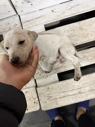 Digər heyvanlar: Cek rassel teryer, 3 ay, Erkek — 4