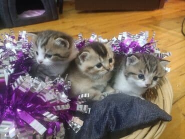 Tavalar: Şotland yastı qulaq — 7