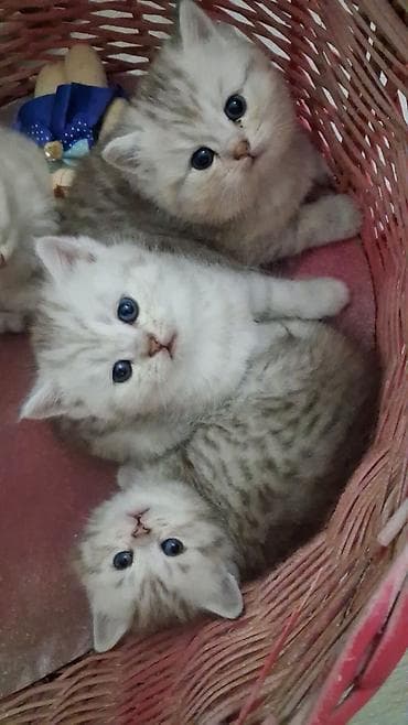 Keçilər, çəpişlər: Şinşilla balaları - Növ: Şinşilla (Britan tipli, gümüşü/boz naxışlı — 1