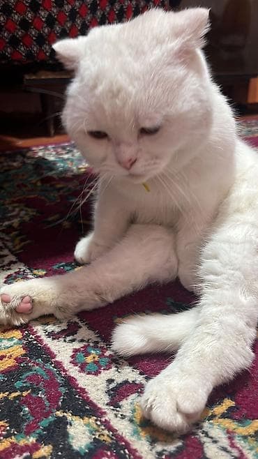 Pişiklər: Şotland yastı qulaq, Erkək, Ödənişli çatdırılma — 4