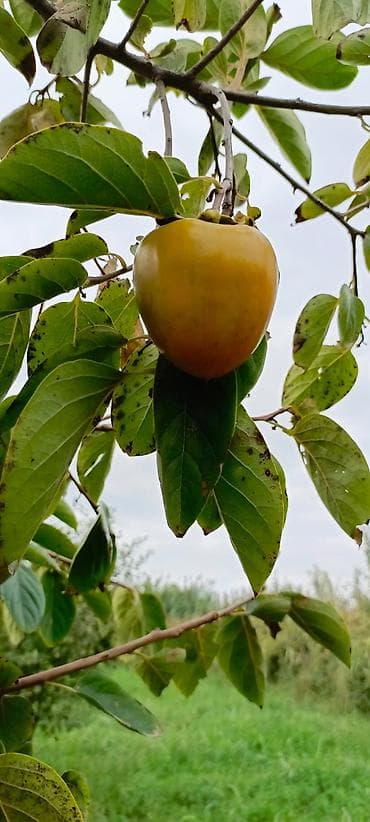 Salam ərazi Mingəçevirə çox yaxın Günəşli qəsəbəsinin yanında cəmi