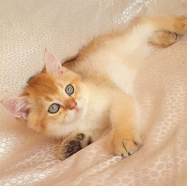 Gəmiricilər: Britan — 10