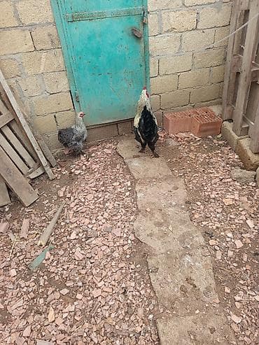 Животные: Курица, Brama, Для разведения — 2